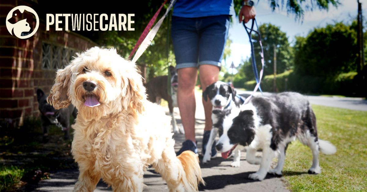 become-a-professional-pet-sitter-petwisecare
